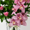 EDEN BOHEMIA WITH ORCHID AND CHOCOLATE