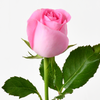 BUBBLEGUM PINK ROSES