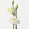 HOLY WHITE EUSTOMA
