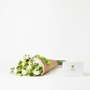 HOLY WHITE EUSTOMA