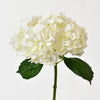 WHITE CLOUDY HYDRANGEA