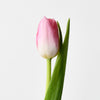 FLAMINGO TULIPS