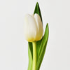 WHITE DUTCH TULIPS