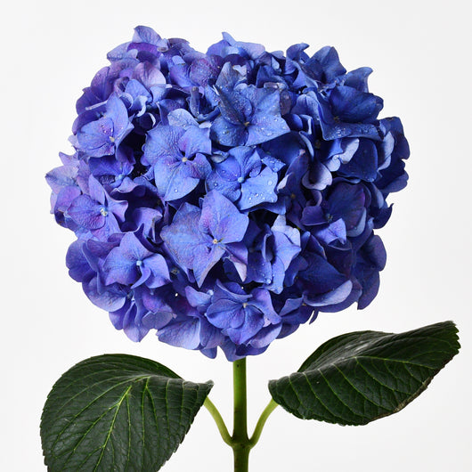 blue hydrangea Hand Bouquet