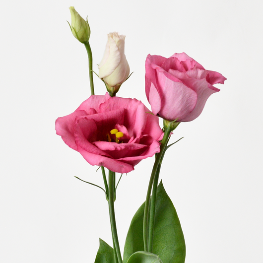 PINK EUSTOMA HAND BOUQUET