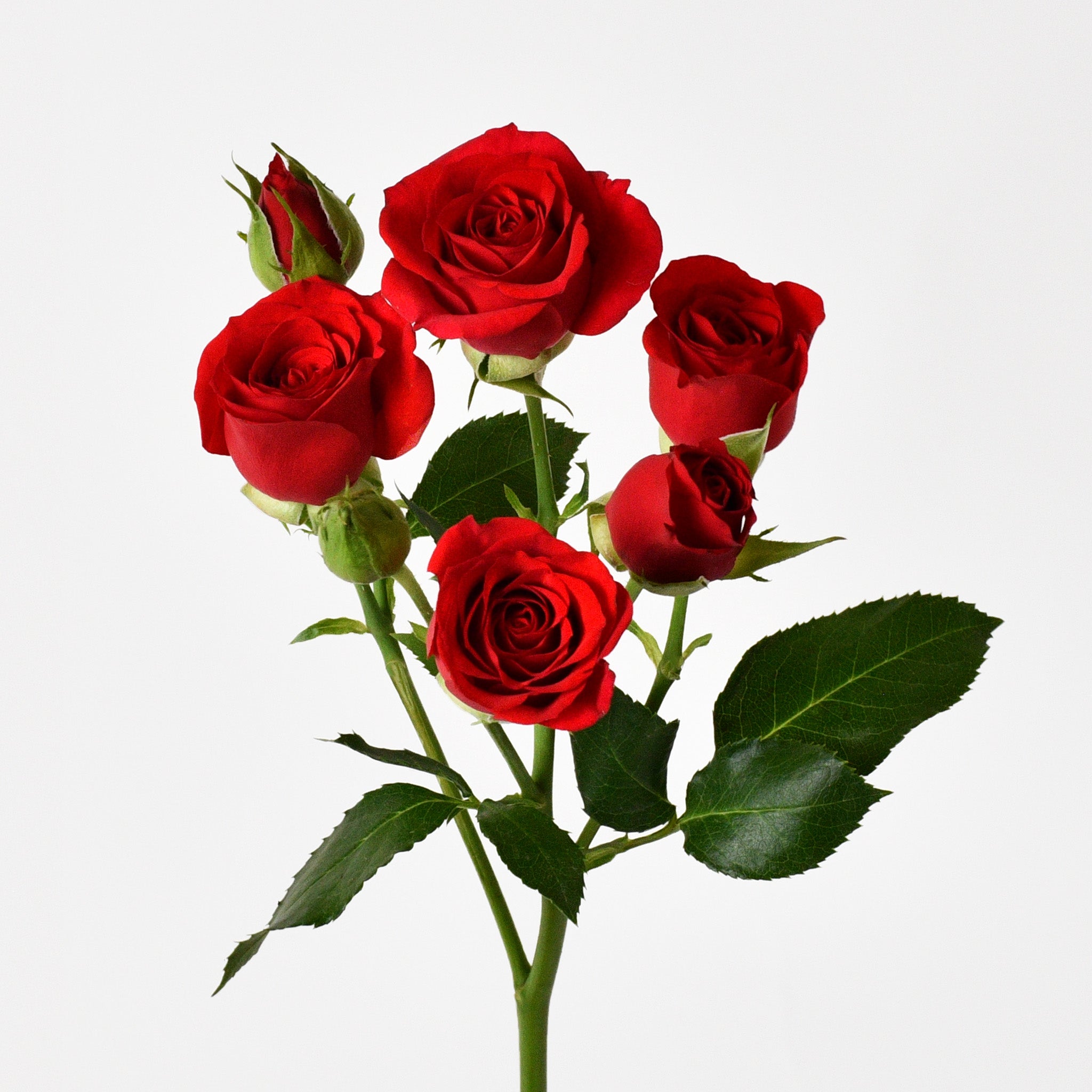 Red Baby Roses | Hand Bouquet – WARDAH