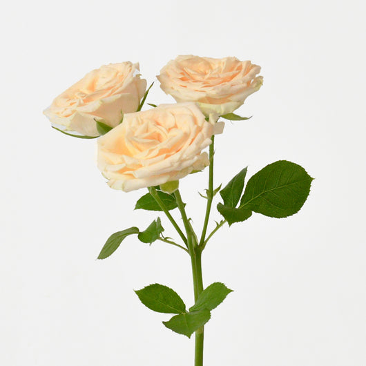 PEACH BABY ROSES HAND BOUQUET
