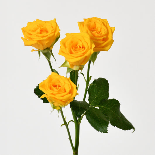 YELLOW BABY ROSES HAND BOUQUET
