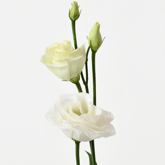 WHITE EUSTOMA Hand Bouquet