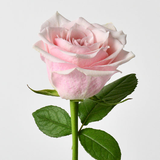 blush pink rose