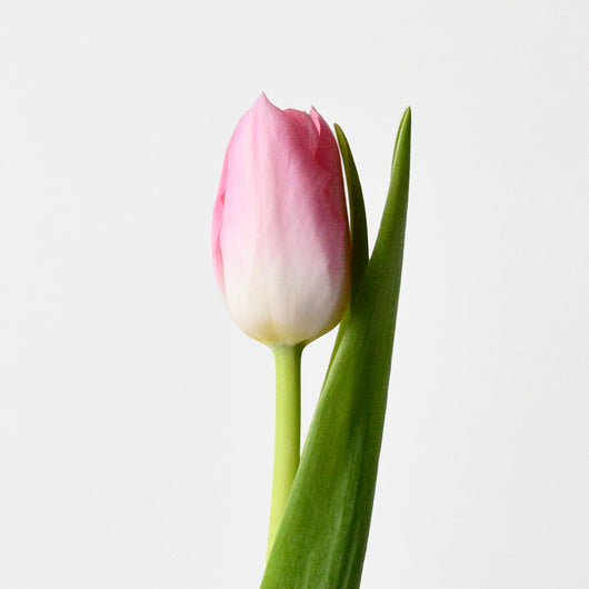 pink tulip