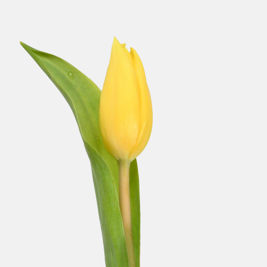 YELLOW TULIP