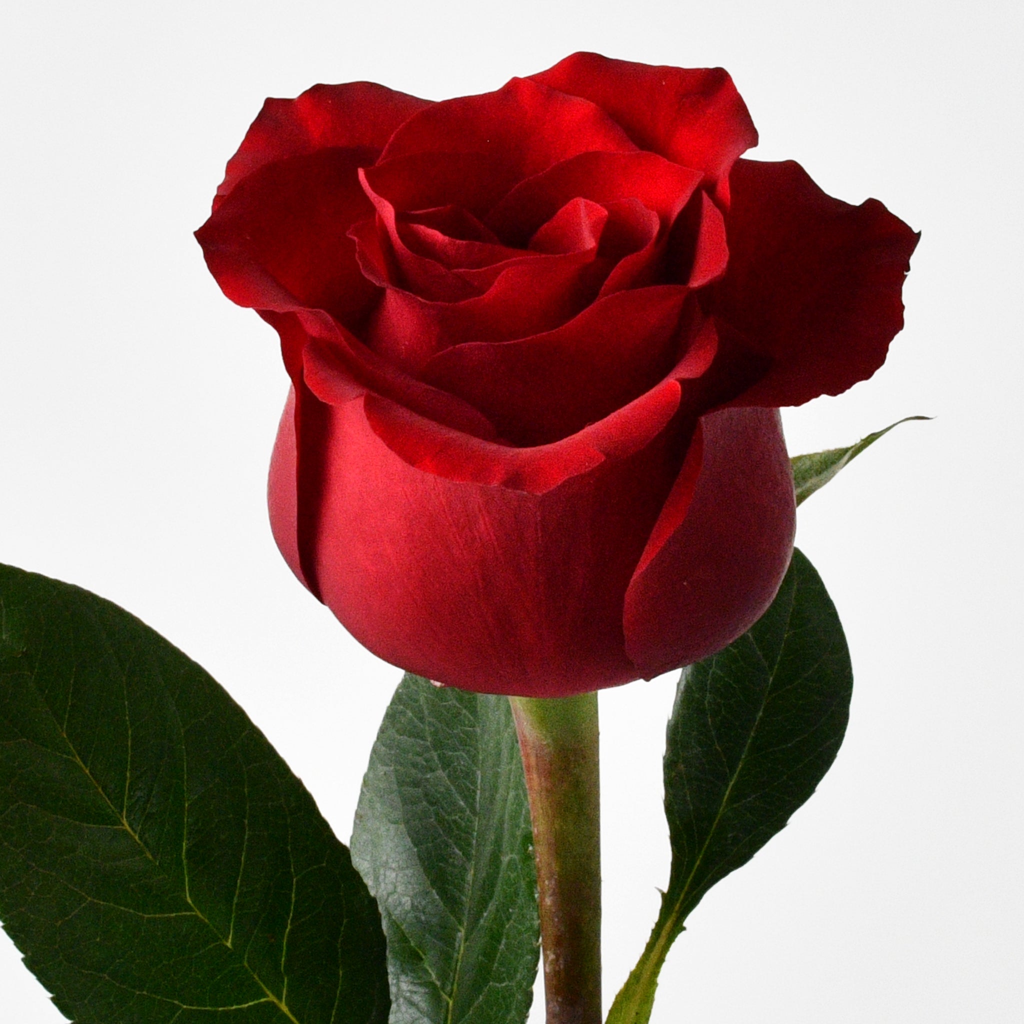 Royal Red Roses | Hand Bouquet – WARDAH